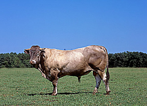 牛,法国人,公牛