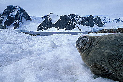 南极,威德尔海豹,卧,雪中,南极半岛,远景