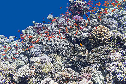 彩色,珊瑚礁,鱼群,鱼,水下