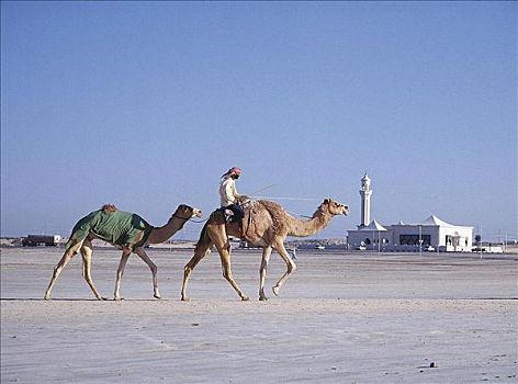 男人,骆驼,骑,哺乳动物,沙迦,露天市场,东方,迪拜,阿联酋,阿拉伯,中东,动物