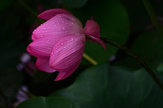 雨后莲花