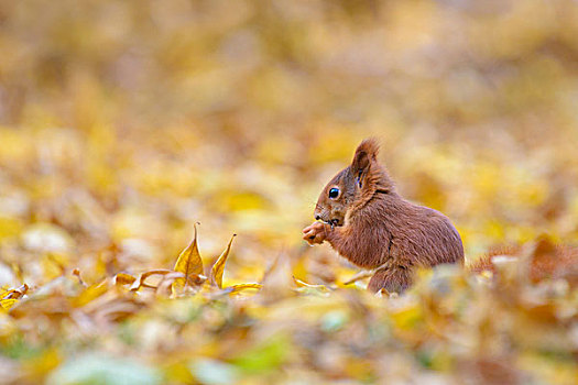 欧亚红松鼠,松鼠,秋天,黑森州,德国