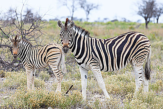 平原斑马,马,斑马,女性,小马,埃托沙国家公园,纳米比亚,非洲