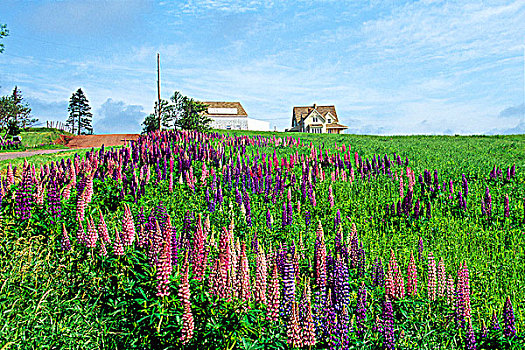 花,羽扇豆属植物,爱德华王子岛,加拿大
