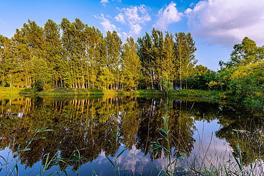 夏季的中国长春北湖国家湿地公园风景