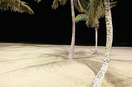 棕榈树,夜晚,空,海滩