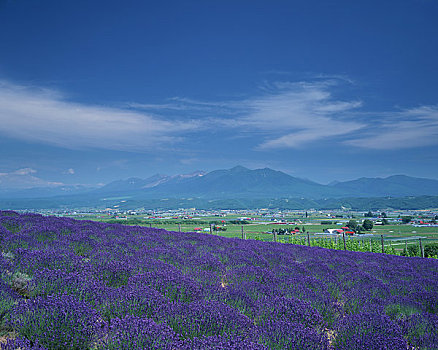 薰衣草,地点,山