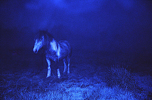 蓝色,马,火炬之光,雾状,夜晚,汉普郡