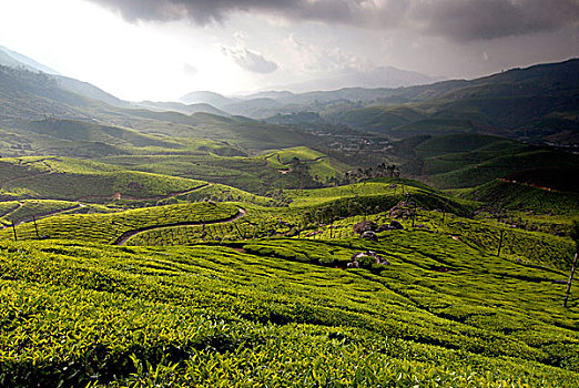 茶,种植园,蒙纳,印度,印度南部,亚洲