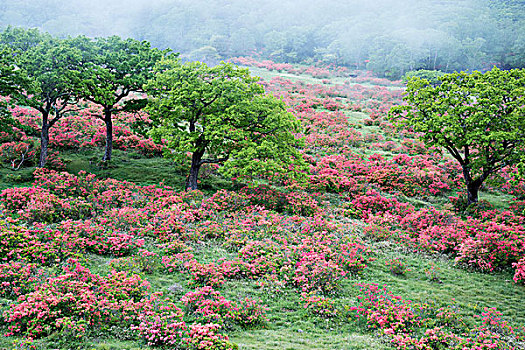 草场,杜鹃花