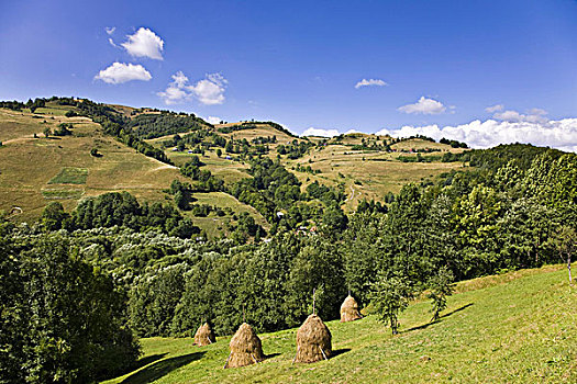 干草收割,干草堆,山,罗马尼亚