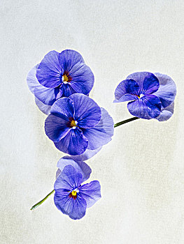 紫罗兰,花,紫色,蓝色,香堇菜