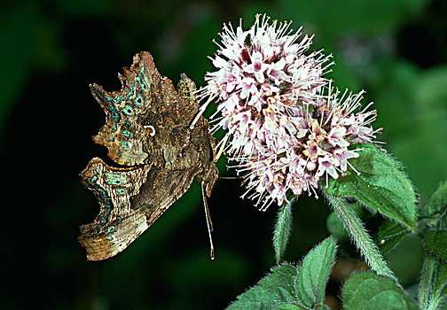 银纹多角蛱蝶,花