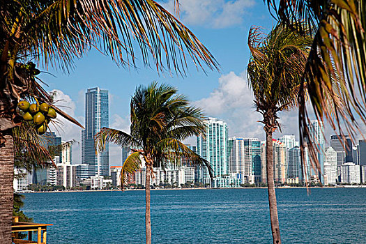 迈阿密,天际线,弗吉尼亚,钥匙,海岸线,棕榈树