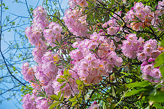 高山杜鹃花