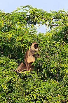 灰色,叶猴,成年,雄性,坐,树,叫,国家公园,斯里兰卡,亚洲