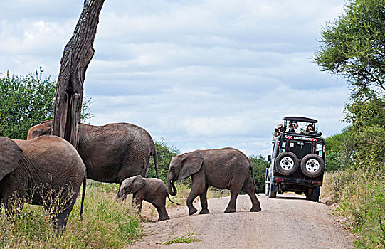 坦桑尼亚,塔兰吉雷国家公园,旅游,交通工具,享受,大象,丛林,自然保护区,野生动物
