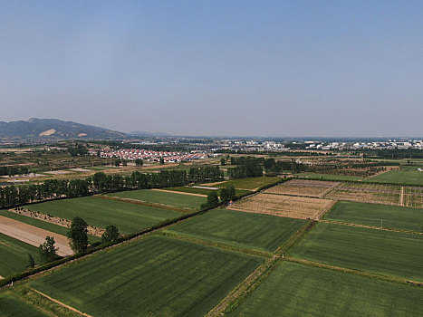 山东省日照市,航拍万亩麦田,绿油油一片丰收在望景象