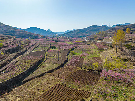 山东蒙阴岱崮地貌桃花盛开