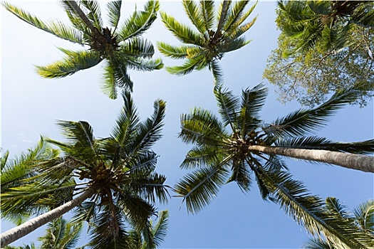 椰子树,树,蓝天