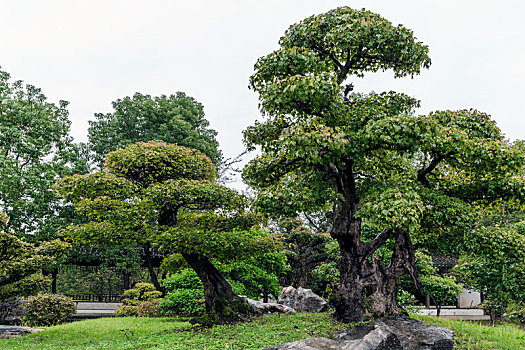 中国安徽省歙县鲍家花园盆景园盆栽