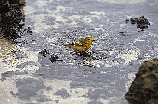 黄色,鸣禽,美洲黄莺,成年,沐浴,加拉帕戈斯群岛