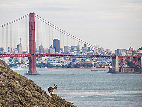 金门大桥,长耳鹿,骡鹿,前景,旧金山,加利福尼亚,美国,北美