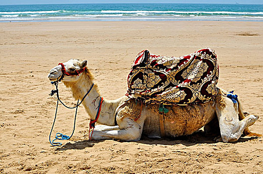 骆驼,海滩