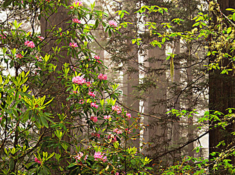 彩色,杜鹃属植物,盛开,红杉,小树林,红杉国家公园,大幅,尺寸