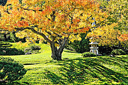 秋色,日式庭园,艾伯塔省,加拿大