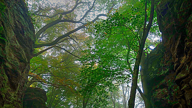 石头,小路,秋天,雾,莱茵兰普法尔茨州,德国