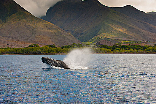 驼背鲸,大翅鲸属,鲸鱼,喷涌,毛伊岛,夏威夷