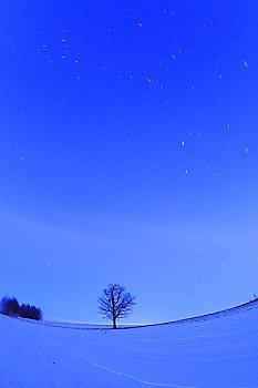 橡树,星空,雪原