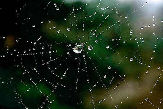露珠,蜘蛛,网,库尔纳市,孟加拉,一月,2008年
