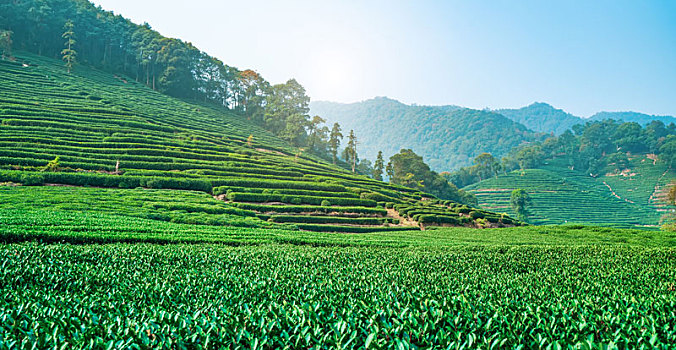 杭州龙井茶乡基地