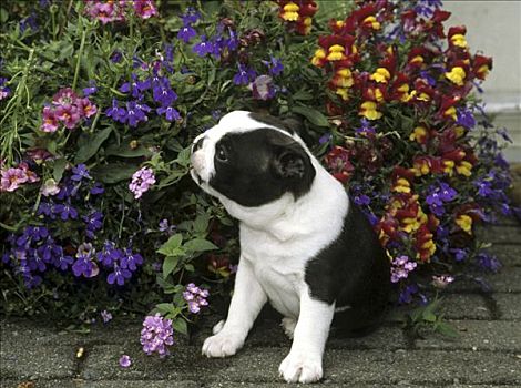 波士顿犬,小狗,嗅,花