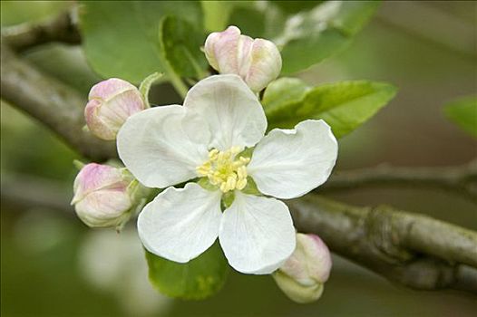 盛开,苹果树,德国