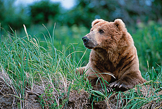 棕熊,阿拉斯加,半岛,卡特麦国家公园,雄性,公猪
