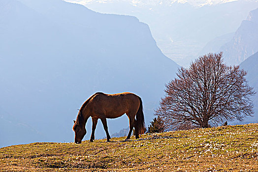 马,放牧,草场,背景,蒙特卡罗,格拉巴酒,省,威尼托,意大利