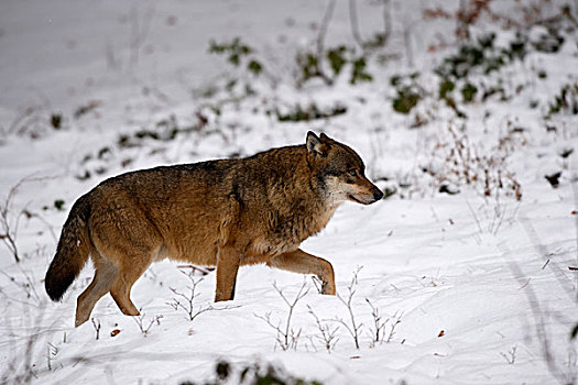 狼,俘获,巴伐利亚森林国家公园,巴伐利亚,德国,欧洲