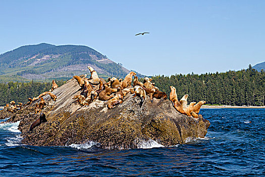 加拿大,环太平洋国家公园,自然保护区,西海岸小径,海狮,北部海,狮子,北海狮