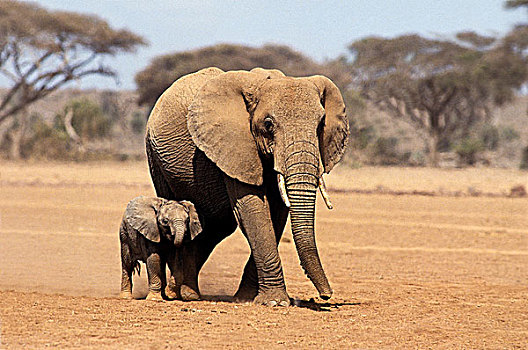 非洲象,雌性,安伯塞利国家公园,公园,肯尼亚