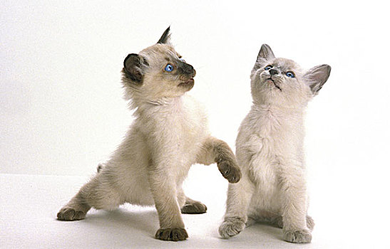 巴厘岛,家猫,小猫,玩,白色背景