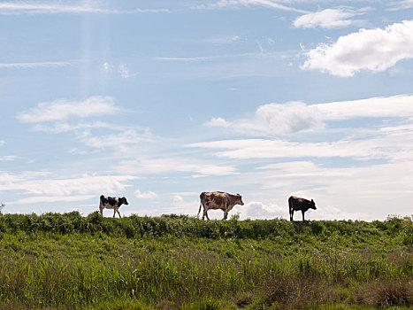 三个,母牛,远景,走,小路,乡村,天空,背景,宁和