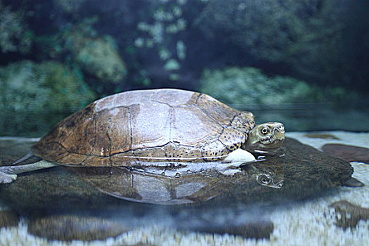 一只海龟在水面休息