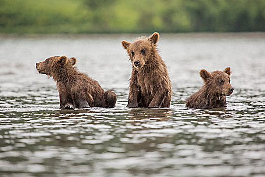 堪察加半岛,棕熊,幼兽,湖,半岛,俄罗斯