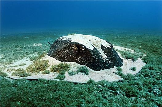 遮盖,沙子,藻类,沙滩,仰视,海草,岛屿,哥斯达黎加,中美洲,太平洋