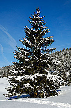 冬季风景,雪,松树,树林,侏罗山,瑞士,欧洲