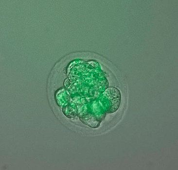 显微照片,绿色,胚胎