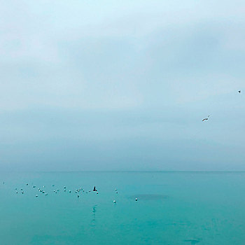 鸟群,降落,海洋
